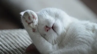 Illustrasi. Tanda Kucing Percaya dengan Pemiliknya 