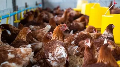 Solusi Beternak Ayam: 5 Pakan Daun Ini Bisa Bikin Ayam Cepat Besar dan Bertelur Banyak, Apa Saja?