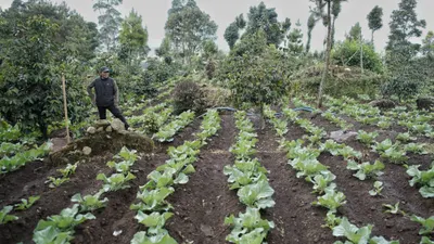 Seorang petani sayuran mengecek lahan pertanian miliknya di Dusun Citawa, Desa Tarumajaya, Kecamatan Kertasari, Kabupaten Bandung