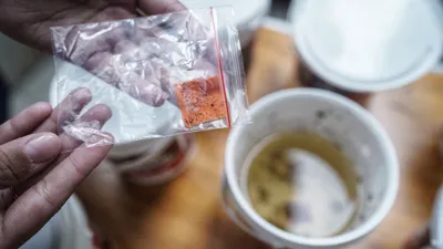 Petugas Dinkes Kota Bandung memberi pakan bibit nyamuk yang telah diberi kuman Wolbachia untuk Cegah DBD.
