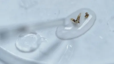 Pakan bibit nyamuk yang telah diberi kuman Wolbachia untuk Cegah DBD. Untuk mencegah penyebaran nyamuk Aedes aegypti, Pemkot Jakarta Barat menyiapkan sekitar 4.100 ember bibit nyamuk bakteri wolbachia.
