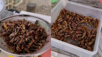 Warga Yogyakarta khususnya Gunung Kidul pasti sudah tidak asing lagi dengan walang goreng atau belalang goreng.