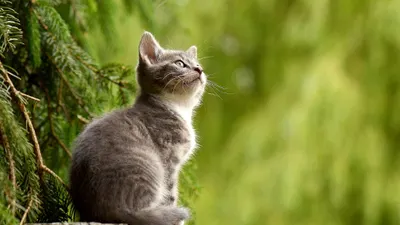 5 Kepribadian Wanita Pecinta Kucing, Salah Satunya Pancarkan Aura Positif