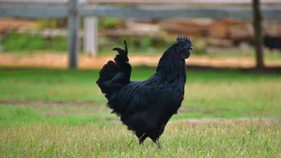 Ayam cemani, ayam termahal di dunia yang berasal dari Temanggung, Jawa Tengah