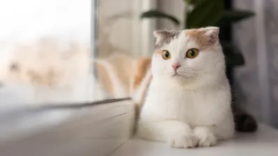 Ilustrasi kucing ditinggal mudik.