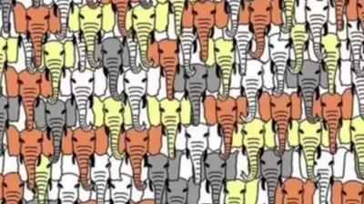 Ilusi Optik: Ada 1 Panda yang Terselip dan Tersembunyi di antara Gajah, Bisakah Kamu Menemukannya? (fresherslive.com)