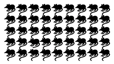 Tes Penglihatan: Cari Satu Tikus yang Paling Berbeda