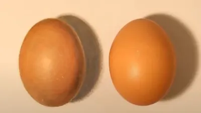 Tes IQ Menemukan Telur Asli
