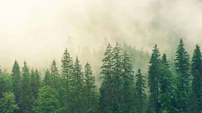 Illustrasi. Hutan dengan pohon