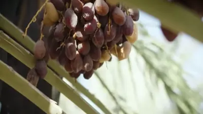 Illustrasi. Kurma 