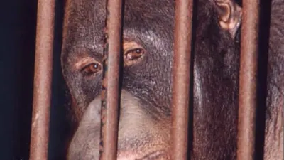 Bertahun-Tahun Dipaksa Menjadi Pemuas Nafsu Bejat, Begini Nasib Pony Si Orangutan dari Kalimantan (IG @bos_deutchland)