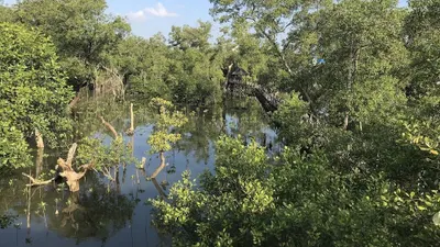 Hutan Mangrove Margomulyo di Balikpapan Barat