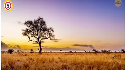 Tes Penglihatan: Seekor Singa di Padang Rumput Afrika sedang Bebas, Bisakah Kamu Menemukannya dalam Waktu 5 Detik?