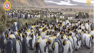 Tes Penglihatan: Temukan Seekor Panda di Antara Penguin dalam Waktu 5 Detik, Bisa?