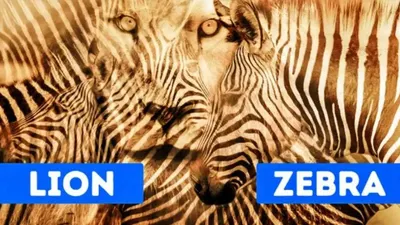 Tes Ilusi Optik: Singa atau Zebra yang Pertama Kali Dilihat? Bukan MBTI Bisa Lihat Kamu Introvert atau Ekstrovert