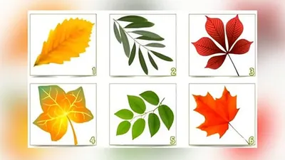 Tes Kepribadian Pilih Satu Gambar Daun Ungkap Pandangan Orang
