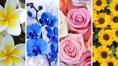 Tes Kepribadian: Pilih 1 Bunga untuk Tahu Kamu Tipe Orang Setia, Toleran, Enerjik atau Bertekad Kuat?