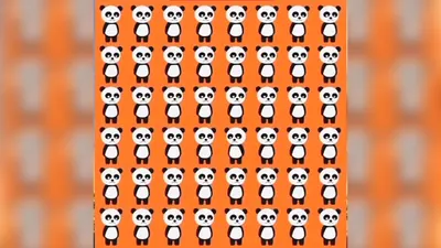 Tes Penglihatan: Temukan 1 Panda yang Menoleh ke Arah Kiri, Susah Banget Lho, Kamu Bisa?