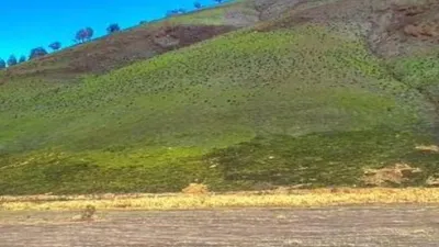 Savana Bromo terlihat kembali menghijau dengan rumput-rumput baru yang tumbuh