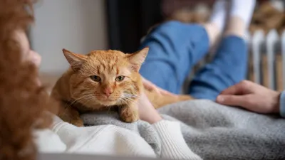 5 Fakta Unik Tentang Kucing, Salah Satunya Bisa Merasakan Emosi Manusia Lho!