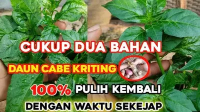 Ilustrasi mengatasi keriting kuning pada cabai rawit.