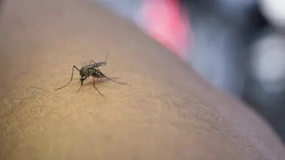 Ilustrasi. Untuk mencegah penyebaran penyakit Demam Berdarah Dengue (DBD), Suku Dinas Kesehatan Jakarta Barat akan menyebar nyamuk pembawa bakteri wolbachia pada awal Desember 2023.