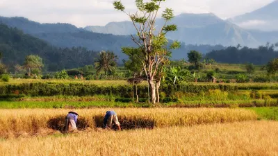 Illustrasi. 10 Kabupaten Kota Penghasil Padi Terbanyak di Jawa Timur, Nomor 1 Bukan Surabaya atau Malang