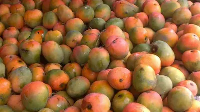 Tes Ilusi Optik: Uji Kejelian Mata dengan Coba Temukan Seekor Burung di Antara Buah Mangga