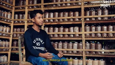 Seorang pemuda asal Tulungagung, Jawa Timur bernama Iba Hidayat telah meraih kesuksesan dalam bisnis budidaya jamur di desanya.