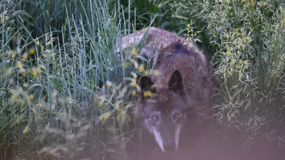 Ada 4 hewan pada gambar yakni rubah, lynx, serigala dan singa. Cukup pilih salah satunya aja untuk mengetahui kepribadian Anda.