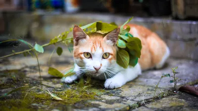 Hewan Peliharaan Kucing