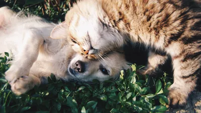 Fakta Unik Orang yang Pelihara Kucing dan Anjing: Apakah Kamu Salah Satu yang Menyukai Hewan? (Pexels)