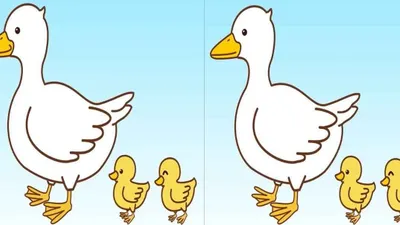 Pada tes penglihatan kali ini kamu ditantang untuk menemukan tiga perbedaan di gambar bebek dan anak itik dalam 12 detik.