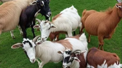 Tes Ilusi Optik Menemukan Messi dalam Kumpulan Kambing