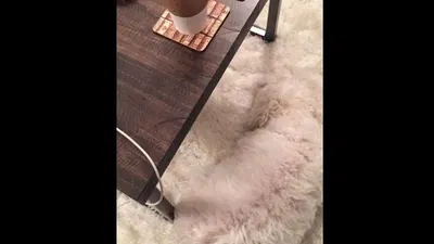 Tes Ilusi Optik: Bisakah Kamu Temukan Seekor Anjing dalam Waktu 4 Detik? Ayo Uji Keterampilan Observasi