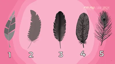 Tes Kepribadian: Ungkap Karakteristik dari Bulu yang Kamu Suka, Intip Penjelasannya di Sini (YouTube Calon Sarjana)