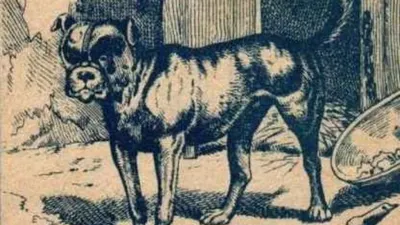 Tes Ilusi Optik: Asah Imajinasimu, Apakah Kamu Bisa Menemukan Pemilik Anjing?