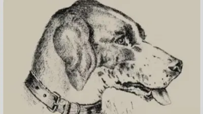 Tes Ilusi Optik: Temukan Sosok Wajah di Gambar Sketsa Anjing dalam Waktu 10 Detik untuk Uji Kecerdasanmu!