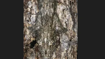 Tes Penglihatan: Bisakah Kamu Menemukan Tokek Tersembunyi di Gambar Ilusi Optik Ini?