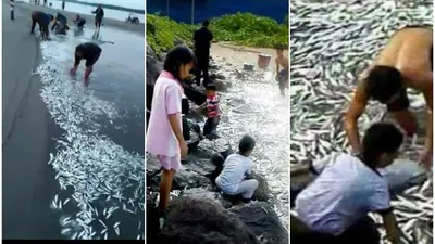 Terpopuler! BMKG Tanggapi Fenomena Ribuan Ikan Loncat ke Daratan di Sejumlah Daerah, Pertanda Apakah?