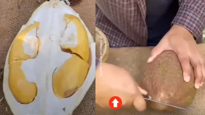 Viral Buah Durian Tidak Berduri? Inovasi Unik Durian Gundul Kini Bisa Ditemukan di Mekarsari Bogor!