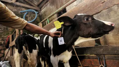 Jika Anda berniat untuk berkurban pada tahun ini, berikut beberapa update harga hewan qurban dari lembaga ini dapat dijadikan estimasi nanti