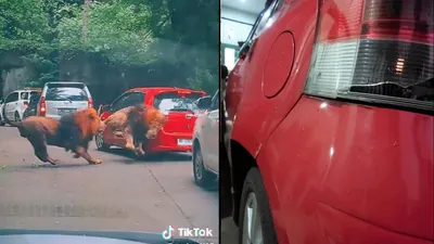 Ada Insiden Singa Tabrak Mobil di Taman Safari, Alshad Ahmad Bilang Nggak Apa-apa karena.....