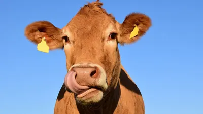 Illustrasi. Sapi