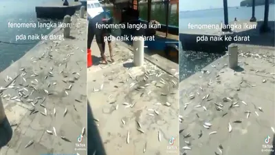 Viral Fenomena Ikan Naik ke Daratan, BMKG Buka Suara! Pertanda Gempa Bumi dan Tsunami? Cek di Sini!