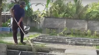 Jangan Gengsi, Budidaya Ikan Lele Menjanjikan Bisa Capai Omzet Rp10 Juta Per Hari!
