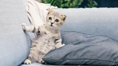 Potret kucing.