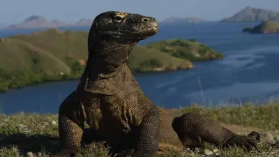 Harga tiket masuk ke Pulau Komodo, Pulau Padar dan Perairan sekitar Pulau di NTT yang sebelumnya diwacanakan akan naik menjadi Rp3,75 juta dibatalkan.