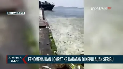 Fenomena Ribuan Ikan Lompat ke Daratan Pertanda Gempa atau Tsunami? BMKG Berikan Penjelasan Ini..
