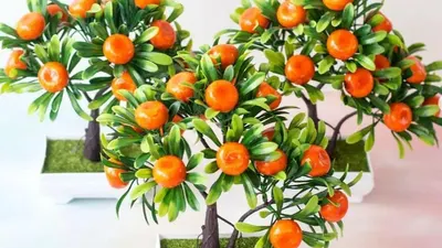 Mudah Banget! Tips Ampuh Cara Membuat Pohon Buah Mini dan Berbuah Lebat, Cuma Pake 2 Cara Ini